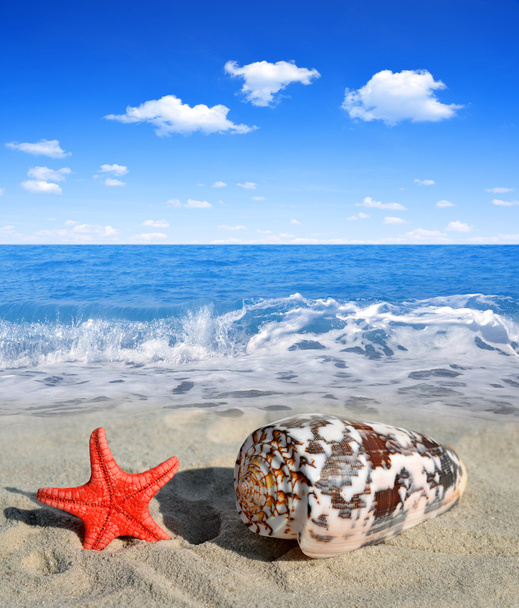Conch shell with starfish - Photo, Image
