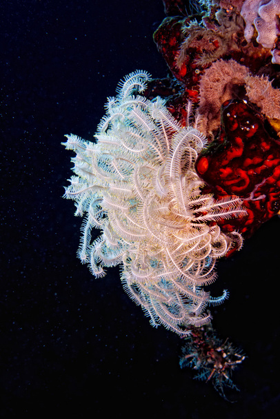 Жесткий коралловый макрос во время дайвинга в Индонезии
 - Фото, изображение
