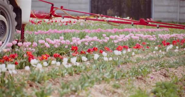 Ελκυστήρας Ψεκασμός χημικών ουσιών στις τουλίπες Φυτεία λουλουδιών - Πλάνα, βίντεο