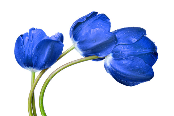 Tulipanes azules llorosos
 - Foto, Imagen