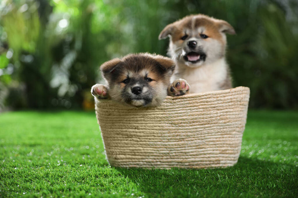 Cute Akita Inu puppies in basket on green grass outdoors - Foto, Imagem