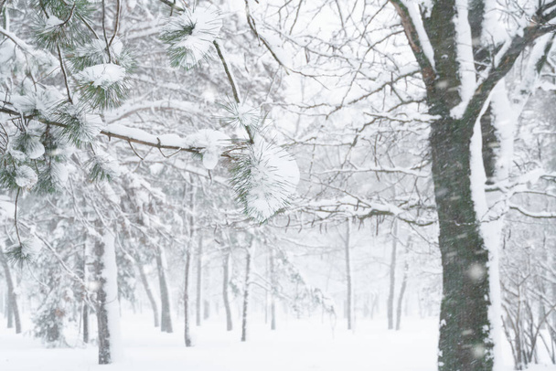 zimní městský park, stromy a větve detailní záběr ve sněhu, sněhové bouři a sněžení - Fotografie, Obrázek