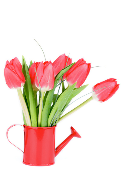 Spring Tulips - Photo, Image