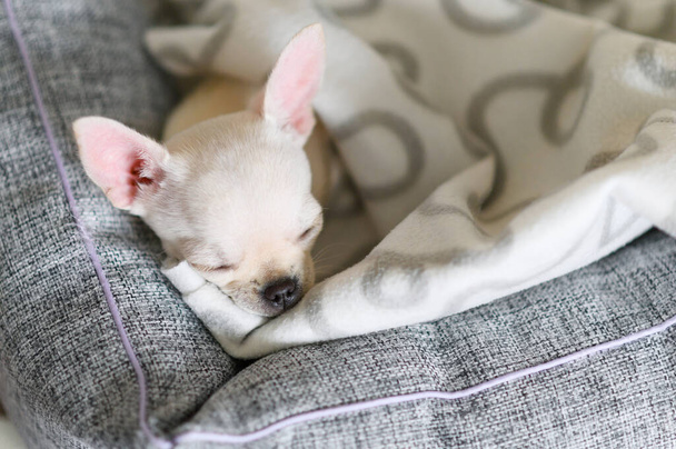 Portrait of a small sleeping Chihuahua puppy. The white dog sleeps cute. Selective focusing on the eyes. - Photo, Image