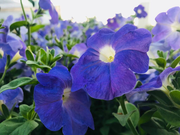 Kevään lähikuva kukkii. Luonnon tausta. Makea Violetti, Englanti Violetti, Yhteinen Violetti, tai Garden Violetti kukka - Valokuva, kuva