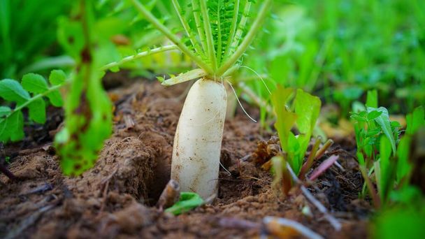 Ground shot of White Radish or Daikon in plantation with half in soil and half outside. Healthy ingredient plant closeup. - Photo, Image