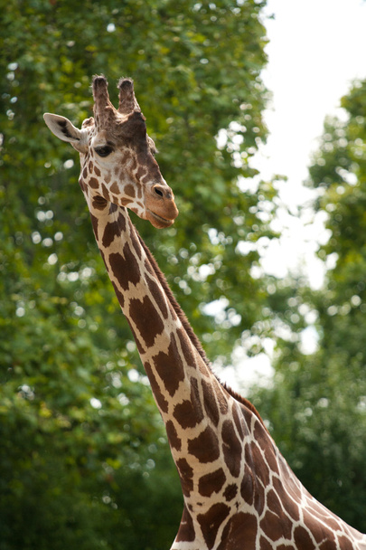 Reticulated giraffe portrait - Photo, Image