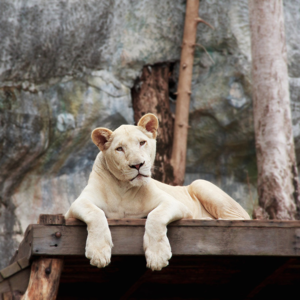 白いライオン - 写真・画像
