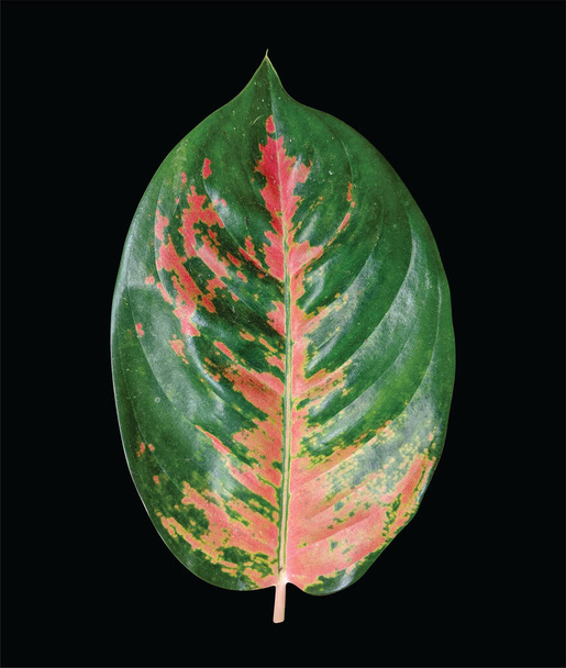 Aglaonema kochin лист, китайский вечнозеленый завод, изолированные на черном фоне - Фото, изображение