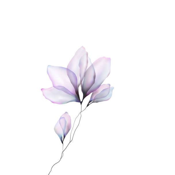 pink flower isolated on white background - Zdjęcie, obraz
