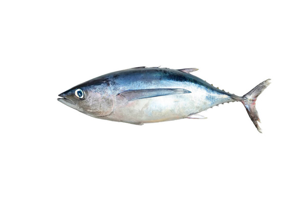 Raaka kokonainen kala, valkoisella pohjalla eristetty valkotonnikala (Thunnus alalunga) - Valokuva, kuva