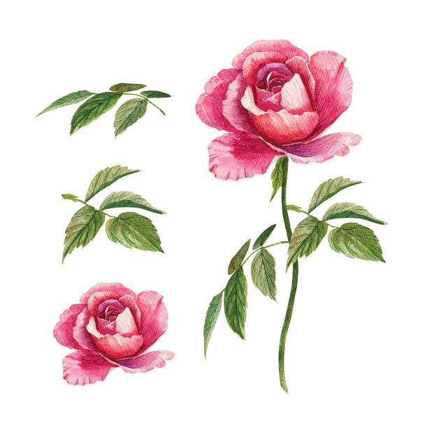 Watercolor pink rose. Flower illustration. - Foto, Bild