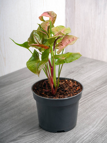 Tropical Syngonium Podophyllum Neon Robusta houseplant with pink and green arrow shaped leaves - Photo, Image