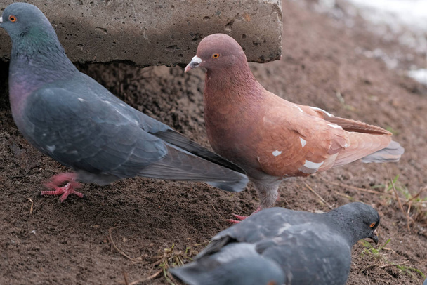 Wild city pigeons peck on scattered grain winter time close-up - Photo, Image