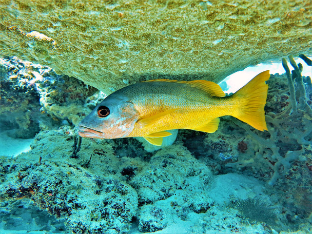 Foto subacquea di un pesce Snapper. Da una subacquea nelle Maldive nell'oceano Indiano - Foto, immagini