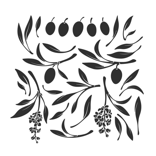 Las aceitunas Kalamata establecen siluetas. Vector negro forma de rama, hojas aisladas, frutos, flor sobre fondo blanco. Ilustración de la naturaleza, impresión simple. Alimento ecológico griego - Vector, imagen