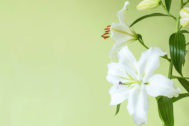 Close-up of white lily flower on light green background for design on the theme of wedding, holiday invitation or postal. Copy space - Fotografie, Obrázek