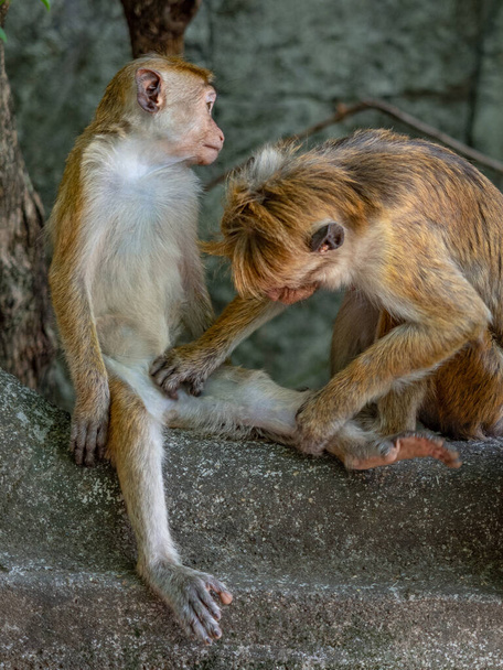 Deux singes, langoustes grises touffetées dans le parc de la ville patrimoniale Anuradhapura nettoyer la fourrure. Sri Lanka, Asie - Photo, image