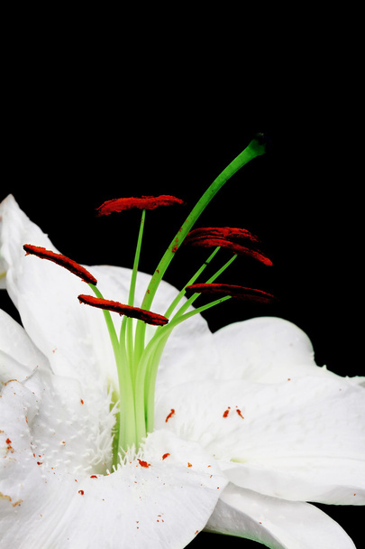 White lily - Φωτογραφία, εικόνα