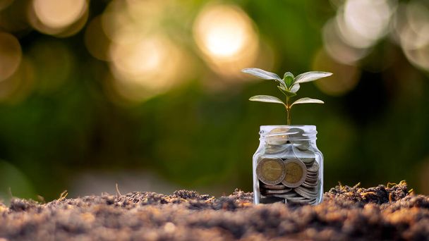 ボトルマネー、土壌中のコイン、ビジネスと投資の成長のアイデアを育てる小さな植物. - 写真・画像