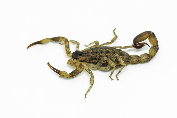 Chinese Swimming Scorpion is considered the most widespread and common scorpion species across Southeast Asia - Photo, Image