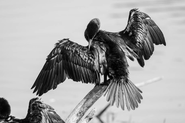 O corvo-marinho indiano ou sexo indiano (Phalacrocorax fuscicollis) - Foto, Imagem