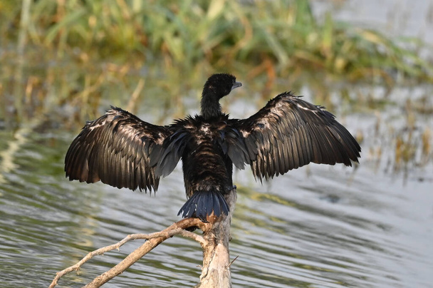 The Indian cormorant or Indian shag (Phalacrocorax fuscicollis) - Photo, Image