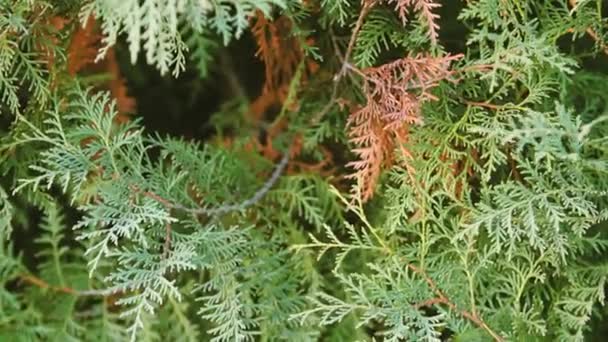White cedar Thuja occidentalis branches - Footage, Video