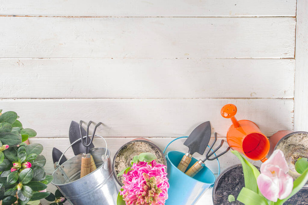 Spring Gardening concept. Gardening tools, herbs and plants on light blue wooden table. Spring outdoor garden works concept. Flat lay, top view  - 写真・画像