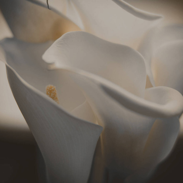 bouquet of calla lilies - Photo, Image