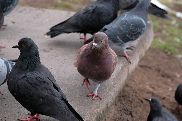 Portrait d'oiseau de pigeons des villes sauvages en hiver close-up - Photo, image
