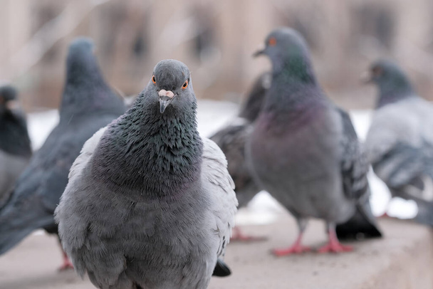 Vadvárosi galambok madárportré télen közelkép - Fotó, kép