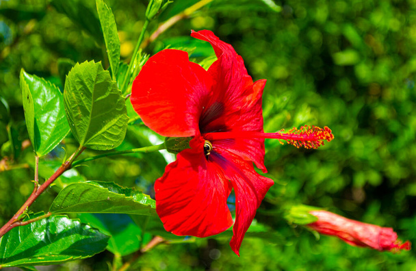 Flor de hibisco rojo sobre fondo verde - Foto, Imagen