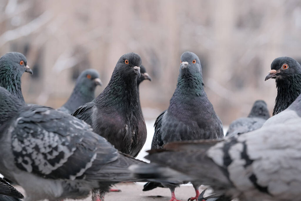 Portrait d'oiseau de pigeons des villes sauvages en hiver close-up - Photo, image