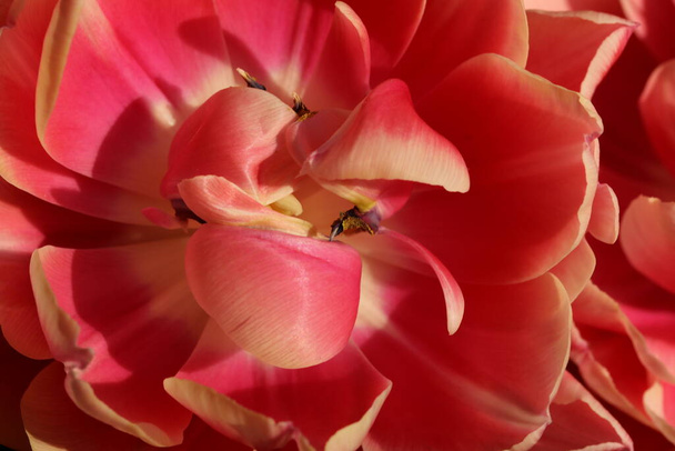 Tulipan w zbliżeniu - Zdjęcie, obraz