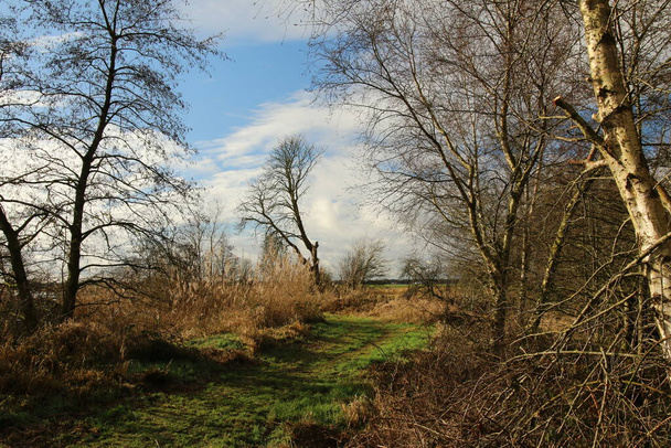 Ein Waldweg in Holland - Foto, Bild