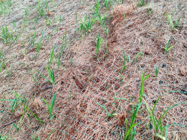 IPOH, MALAYSIA - Marzec 16, 2020: Stała ochrona nachylenia przy użyciu metody ścisłego nawierzchni zapobiegającej erozji. Wybrany rodzaj trawy wykorzystywany do metody. Trawa stabilizuje również strukturę nachylenia. - Zdjęcie, obraz