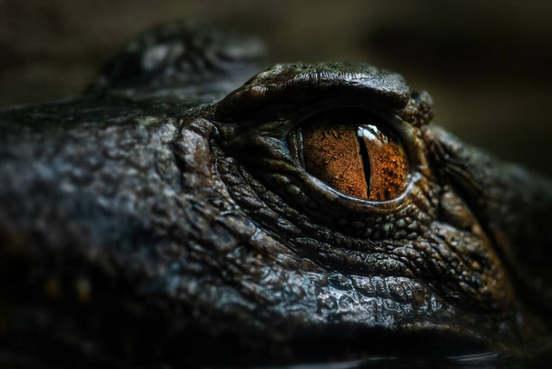 Cuvier 's Smooth-fronted Caiman - Paleosuchus palpebrosus, detalhe dos olhos de pequeno crocodilo sul-americano, Brasil. - Foto, Imagem