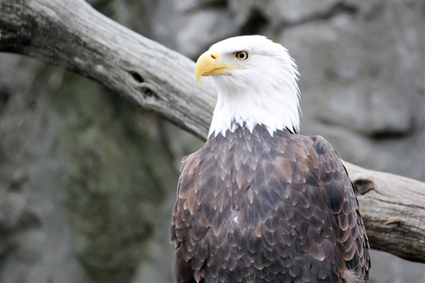 Американская птица орла закрыть нации американский символ свободы фона с копировальным пространством - Фото, изображение