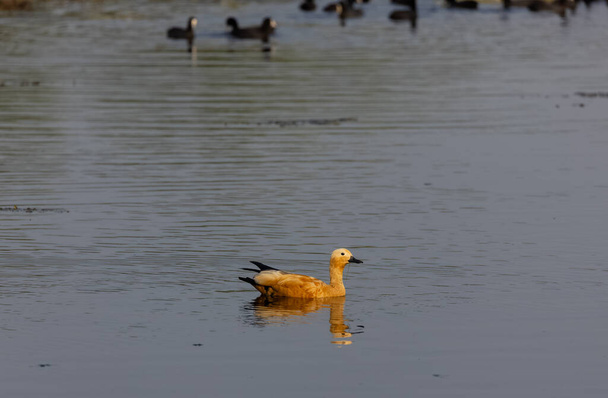 Ruddy Shelduck (Tadorna ferruginea) or Brahminy Duck. - Photo, Image