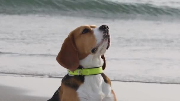 Beagle de pura raza con primeros planos. En una playa nevada - Metraje, vídeo