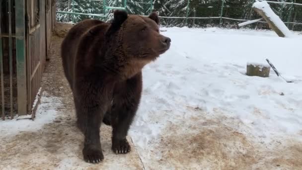 Egy felnőtt medve egy havas erdőben. Barna medve a téli erdő hátterében. Barnamedvék rehabilitációs központja. Szinnevir Nemzeti Park. - Felvétel, videó