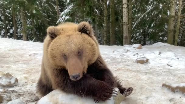 Dorosły niedźwiedź w śnieżnym lesie. Brązowy niedźwiedź na tle zimowego lasu. Centrum rehabilitacji niedźwiedzi brunatnych. Park Narodowy Synevyr. - Materiał filmowy, wideo