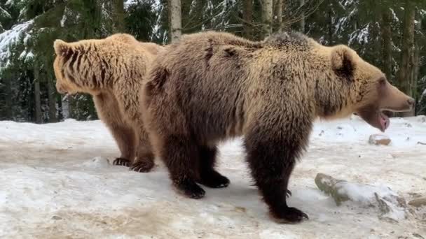Two bears in the forest are walking in the snow. Brown bears play together. Rehabilitation center for brown bears. Beasts of prey in the Synevyr National Park. - Footage, Video