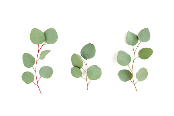 Green leaves eucalyptus isolated on white background. - Фото, изображение