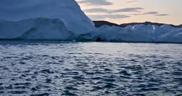 pływające wieloryby w zatoce w pobliżu dużych lodowców - Materiał filmowy, wideo
