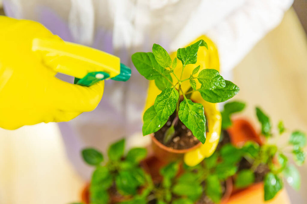 手袋で庭師科学者は苗を処理し、肥料で葉を噴霧し、温室内の人工照明の下で栽培された害虫と戦う - 写真・画像