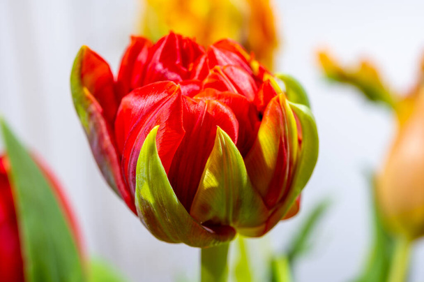 Grande fleur de tulipe rouge double hollandaise près sur fond blanc - Photo, image