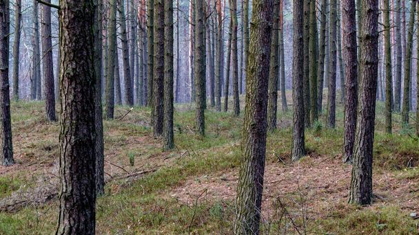 colores otoñales del bosque - Foto, imagen