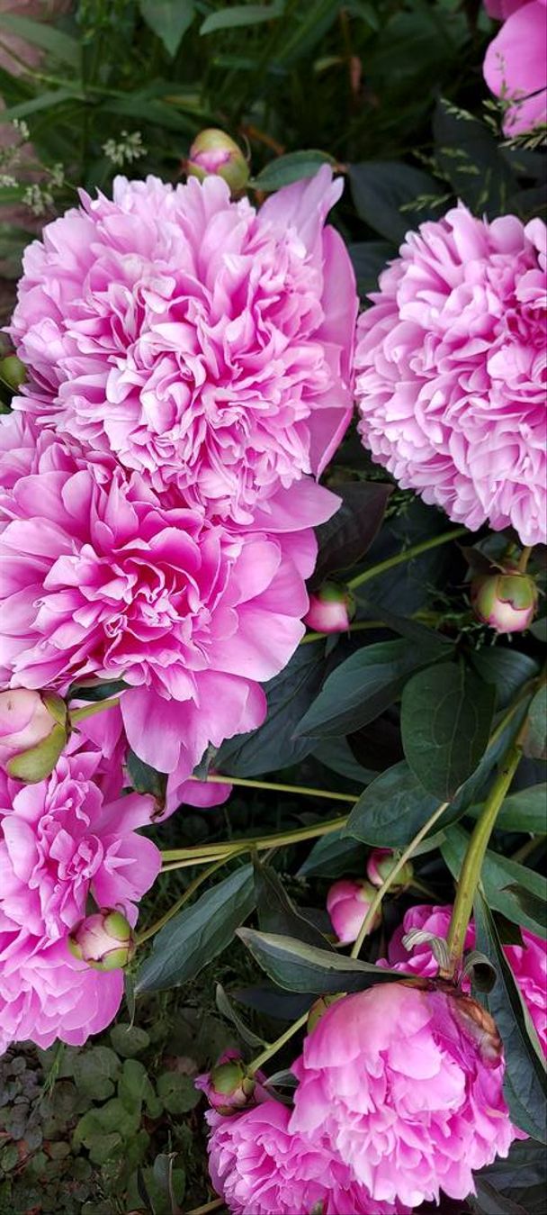 Pivoines roses lumineuses et pompeuses.Fleurs printanières magnifiques - Photo, image